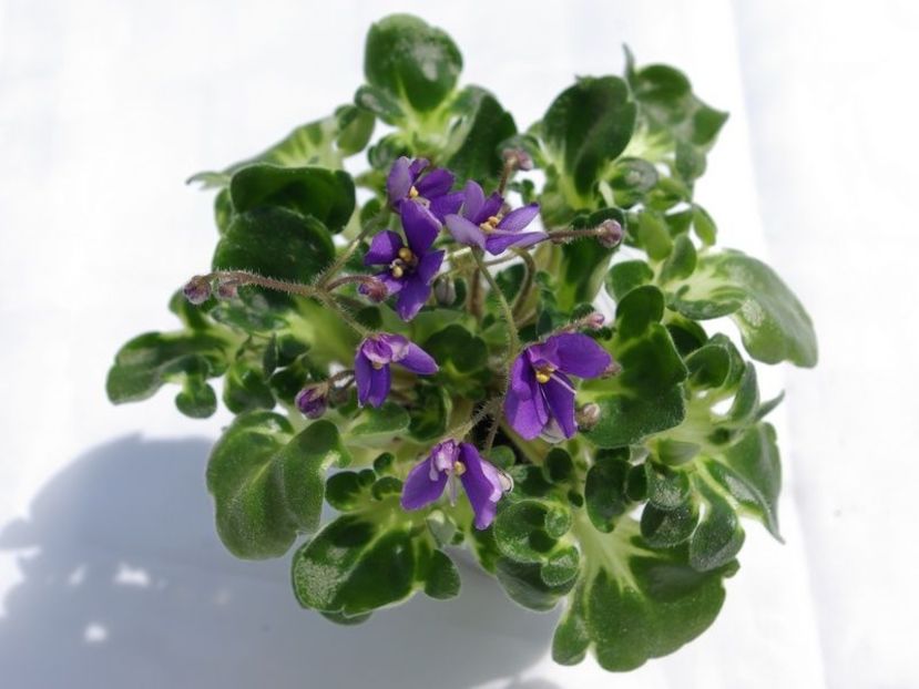 Senk s Neverland Dream - AA Violete in colecție poze net