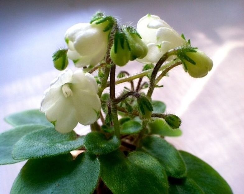 Chantaspring - AA Violete in colecție poze net