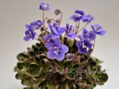 Mac s Pizza Pizzicato - AA Violete in colecție poze net