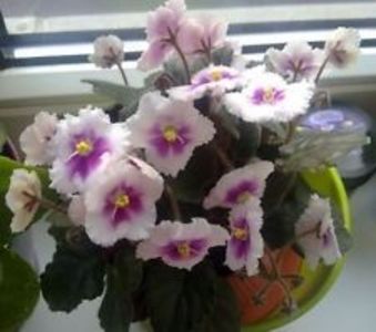 Rb s Flim Flam - AA Violete in colecție poze net