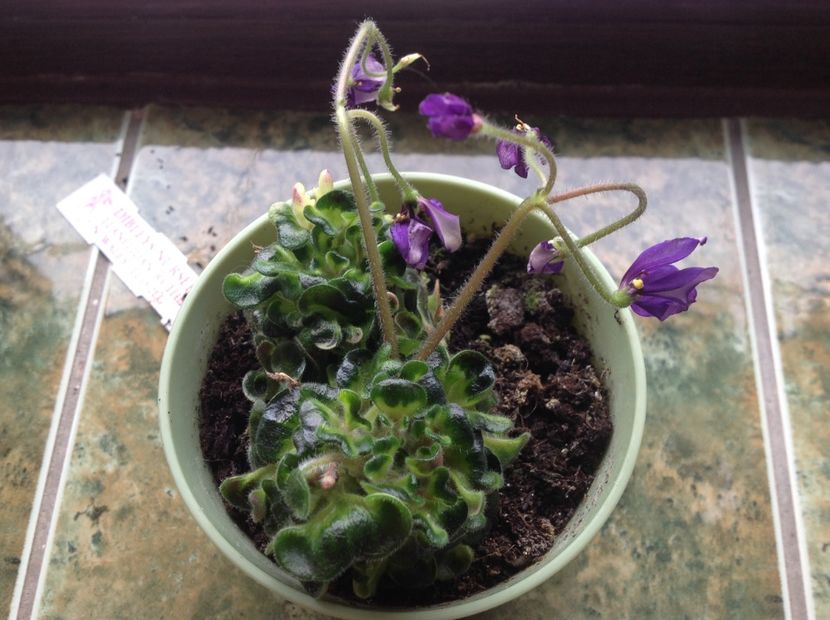 Senk s Horned Blossom - AA Violete in colecție poze net