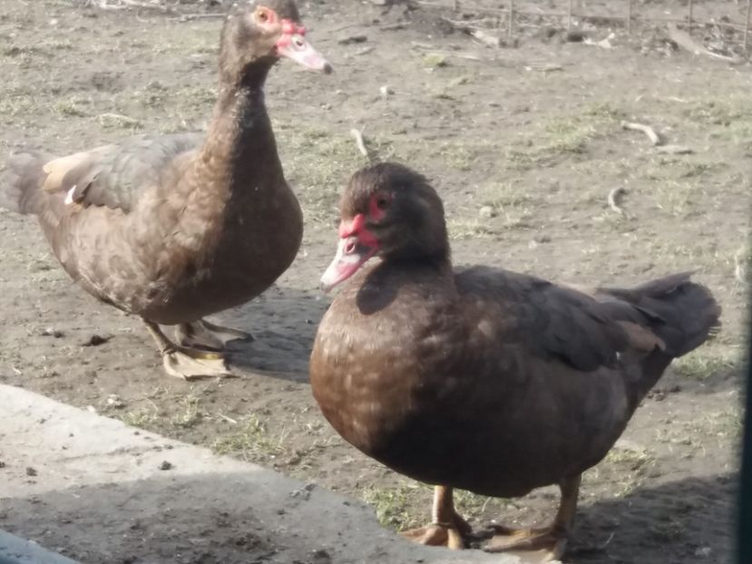  - Rațe leșești ciocolatii