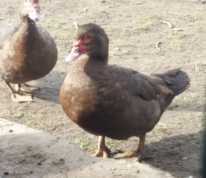  - Rațe leșești ciocolatii