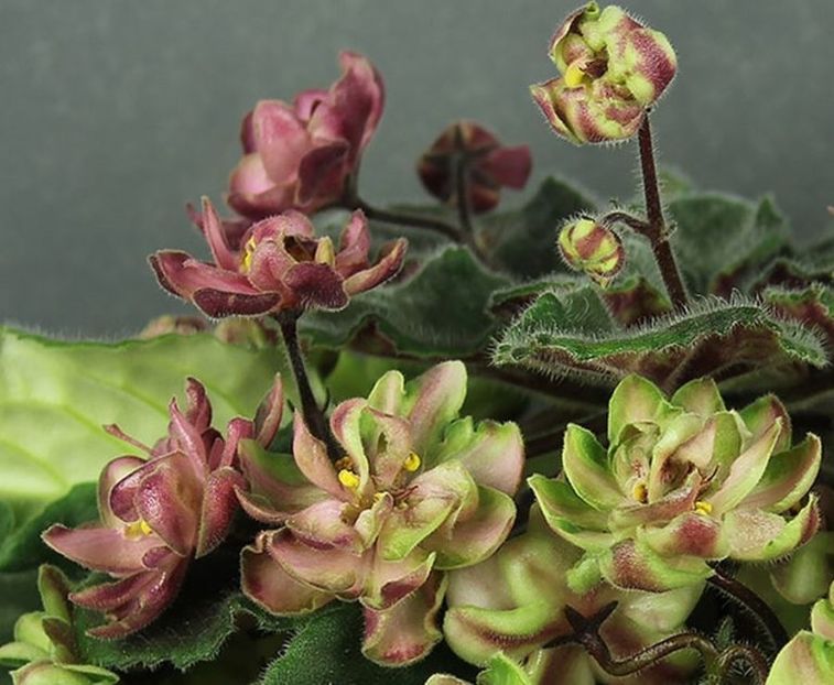 AV Wild Hops - AA Violete in colecție poze net