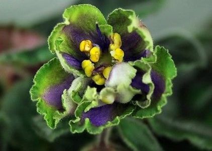 AV Cuporos - AA Violete in colecție poze net