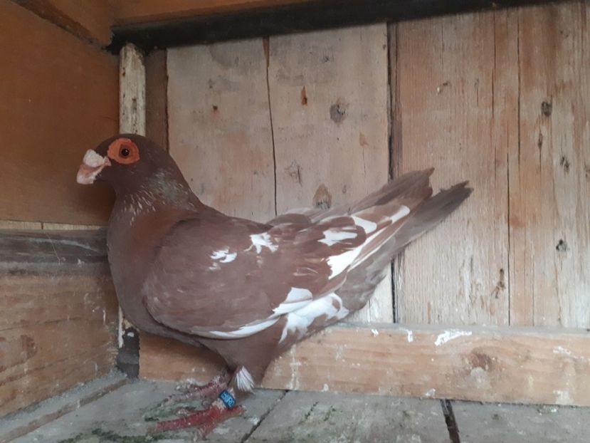 F - H3 _ tineret 2018