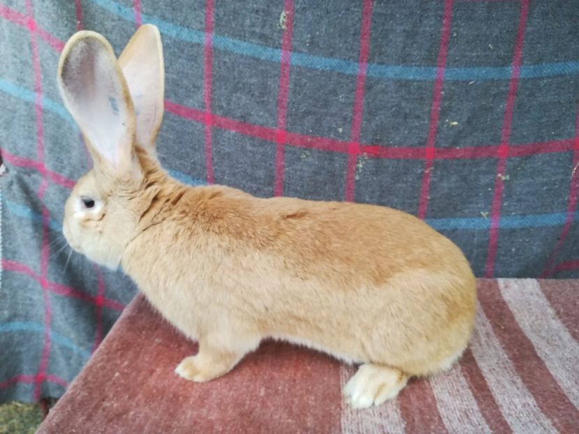 RO5-4815-M - 2019 urias german galben