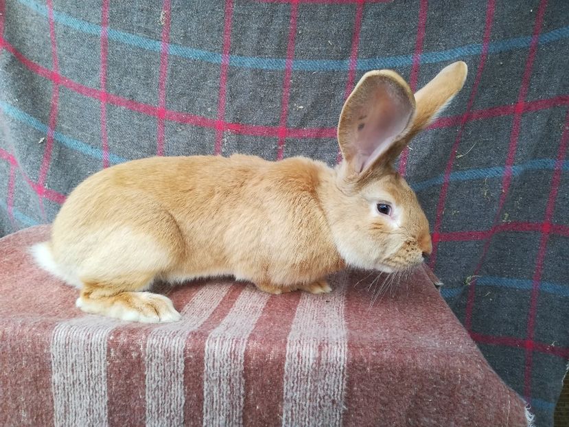 RO5-4815-M1 - 2019 urias german galben