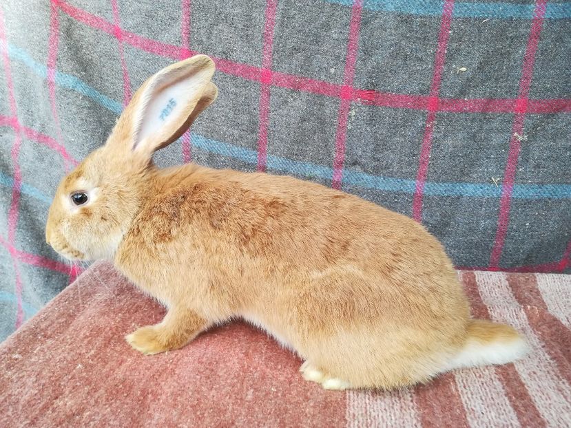 RO7-7815-F2 - 2019 urias german galben