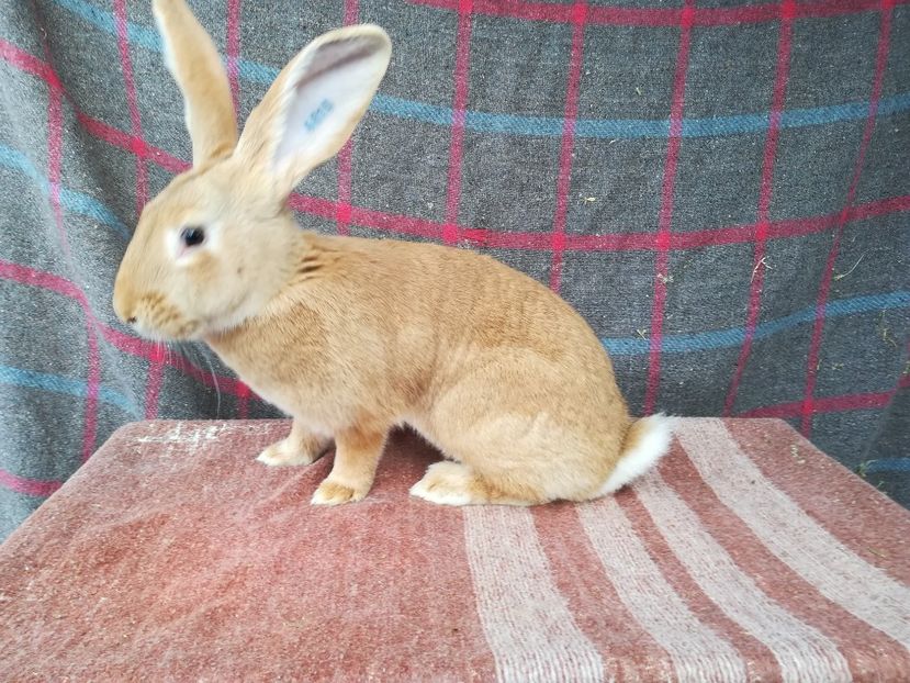 RO2-4815-F - 2019 De vanzare