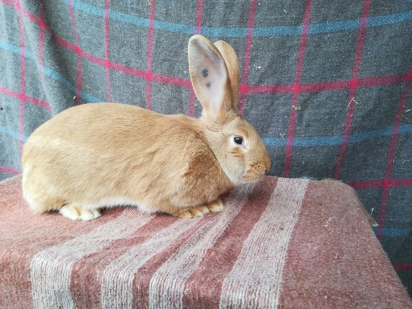 RO3-4815-F1 - 2019 De vanzare