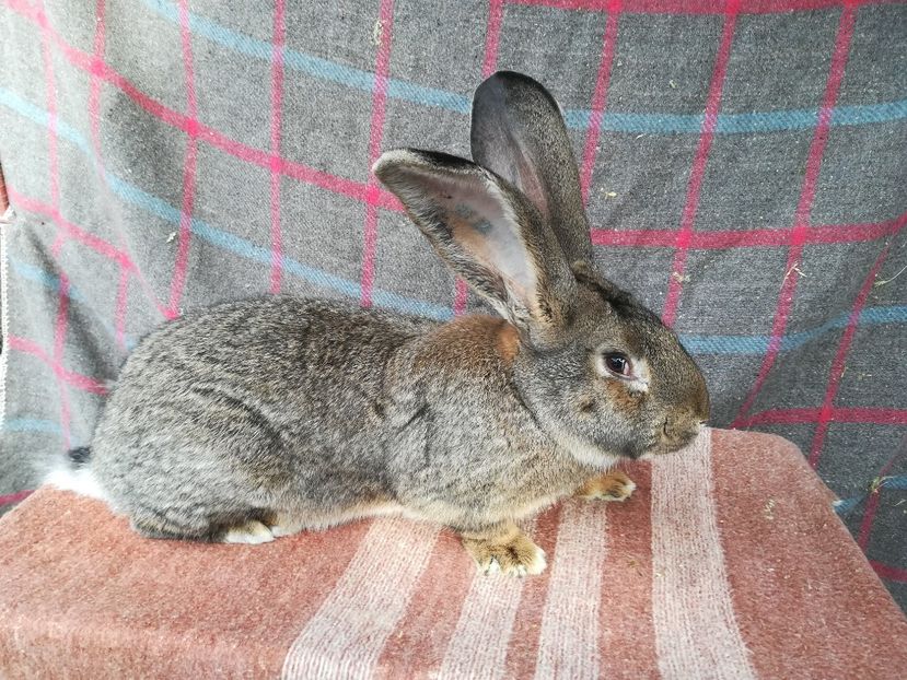 RO22-5815-M1 - 2019 De vanzare