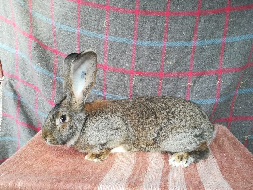 RO22-5815-M - 2019 De vanzare