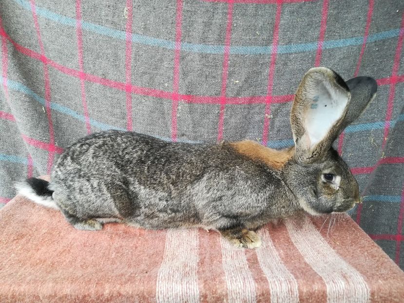 RO25-4815-F - 2019 De vanzare