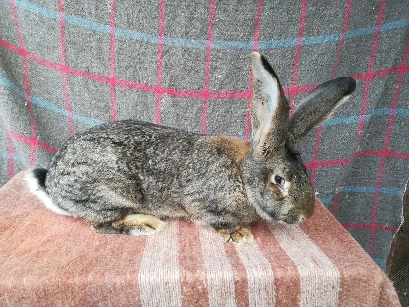 RO26-4815-F - 2019 De vanzare