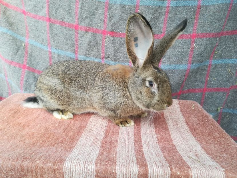 RO27-7815-M - 2019 De vanzare