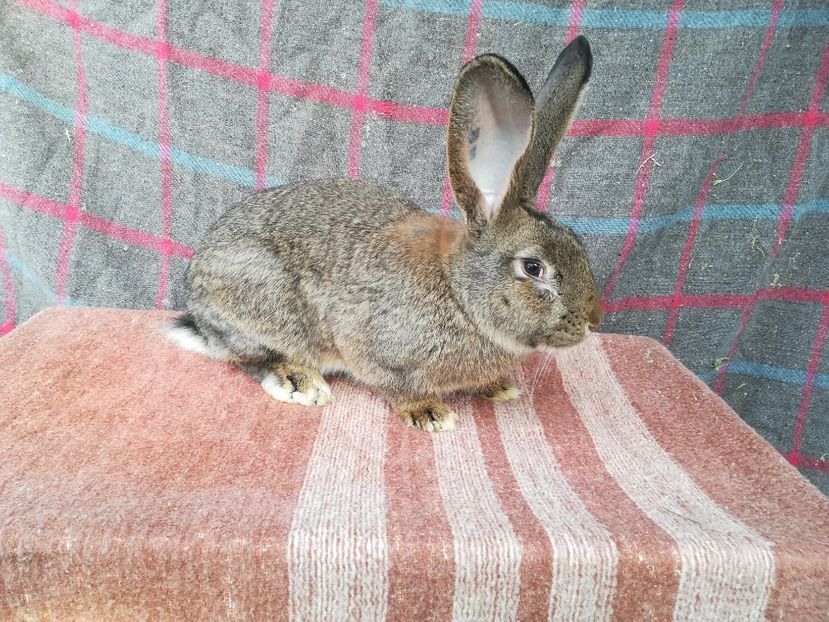 RO27-7815-M1 - 2019 De vanzare