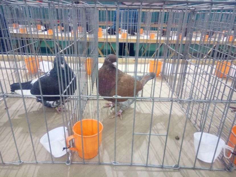  - AMERICANI MATCA PENTRU 2018