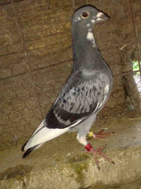 mascul 2017-Acest mascul azi ajunsa acasa.Cum ? - 1 Porumbeii ce mi au fost furati-Ofer 100 de milioane recompensa