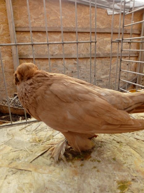  - jucatori de botosani 2019