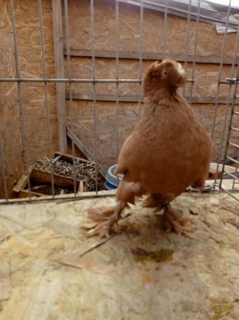  - jucatori de botosani 2019