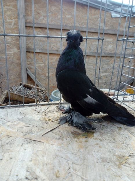  - jucatori de botosani 2019