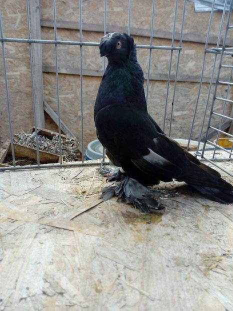  - jucatori de botosani 2019