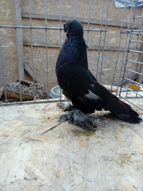  - jucatori de botosani 2019