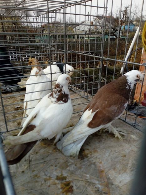  - jucatori de botosani 2019