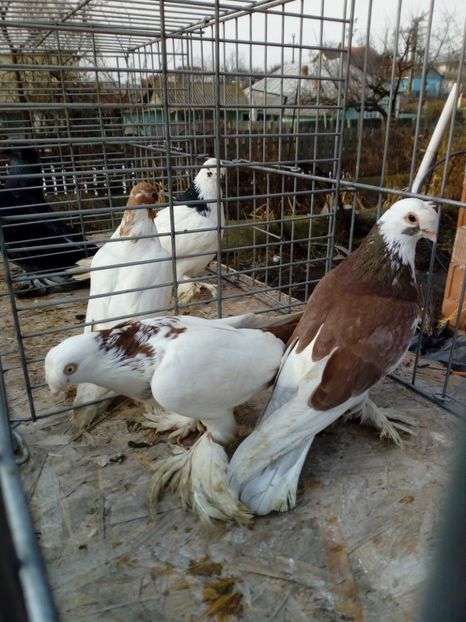  - jucatori de botosani 2019