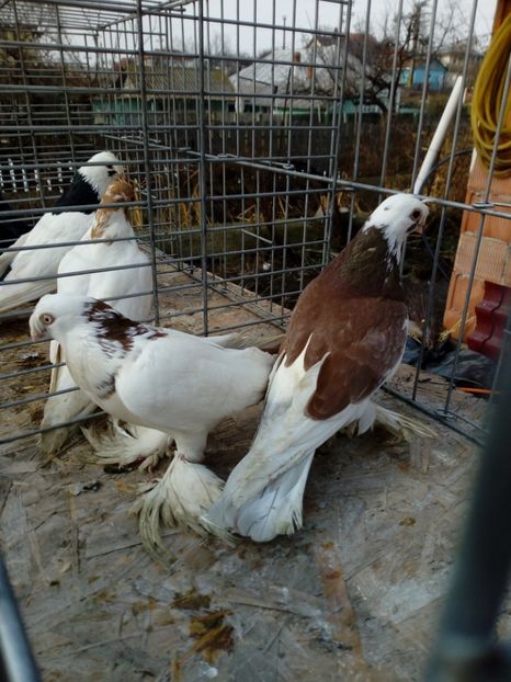  - jucatori de botosani 2019