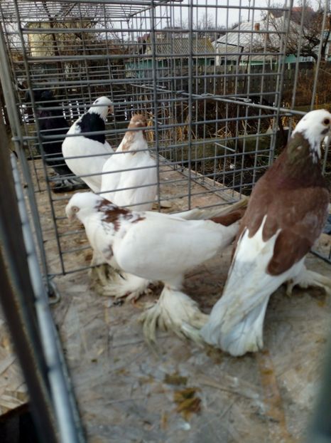  - jucatori de botosani 2019