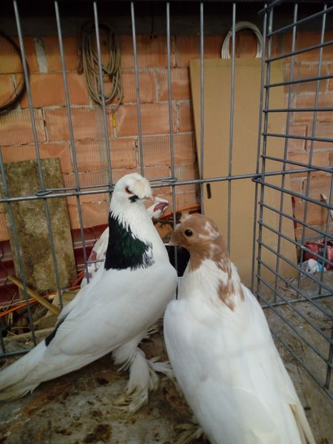  - jucatori de botosani 2019