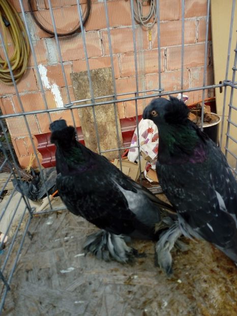  - jucatori de botosani 2019