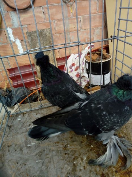  - jucatori de botosani 2019