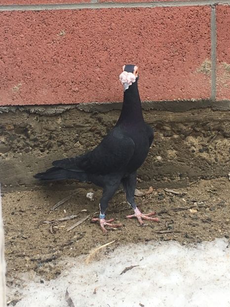 F0CA65B3-DCD8-495E-9CF4-7A6808CE4F18 - CARIERI MATCA 2019