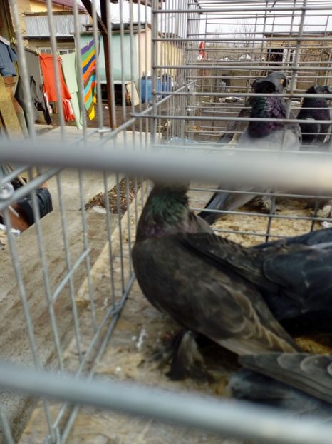  - jucatori de botosani 2019