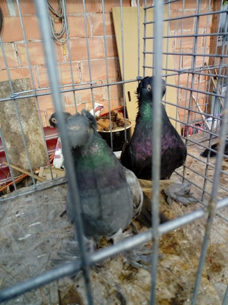  - jucatori de botosani 2019