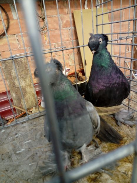  - jucatori de botosani 2019