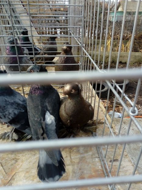  - jucatori de botosani 2019