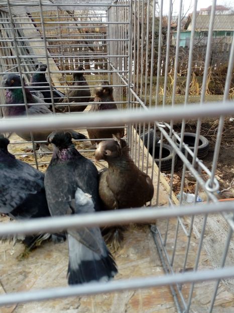  - jucatori de botosani 2019