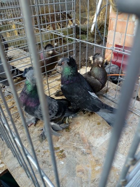  - jucatori de botosani 2019