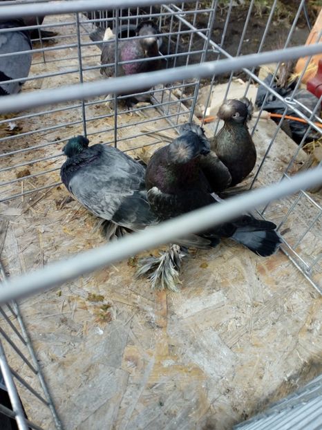  - jucatori de botosani 2019