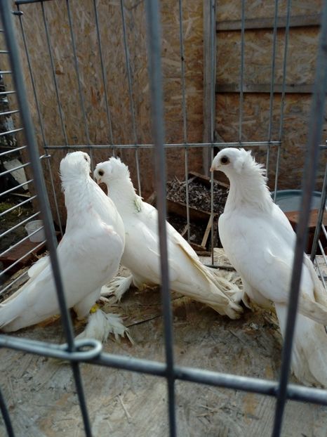  - jucatori de botosani 2019