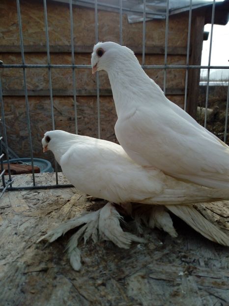  - jucatori de botosani 2019