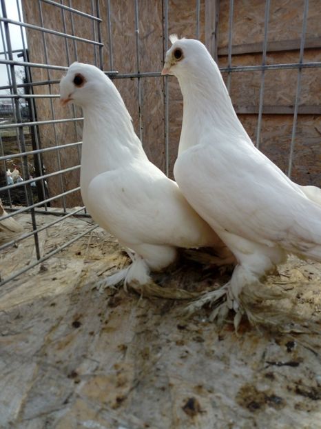  - jucatori de botosani 2019