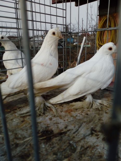  - jucatori de botosani 2019