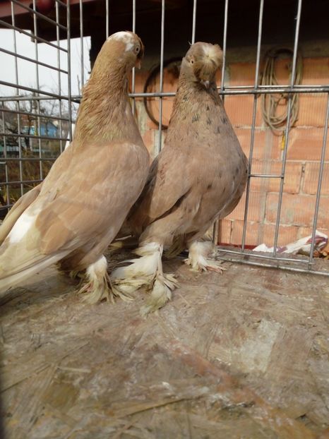  - jucatori de botosani 2019