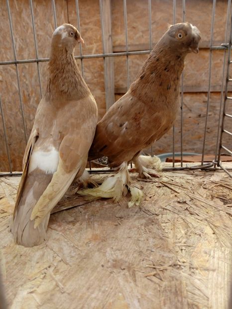  - jucatori de botosani 2019