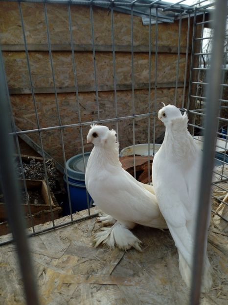  - jucatori de botosani 2019